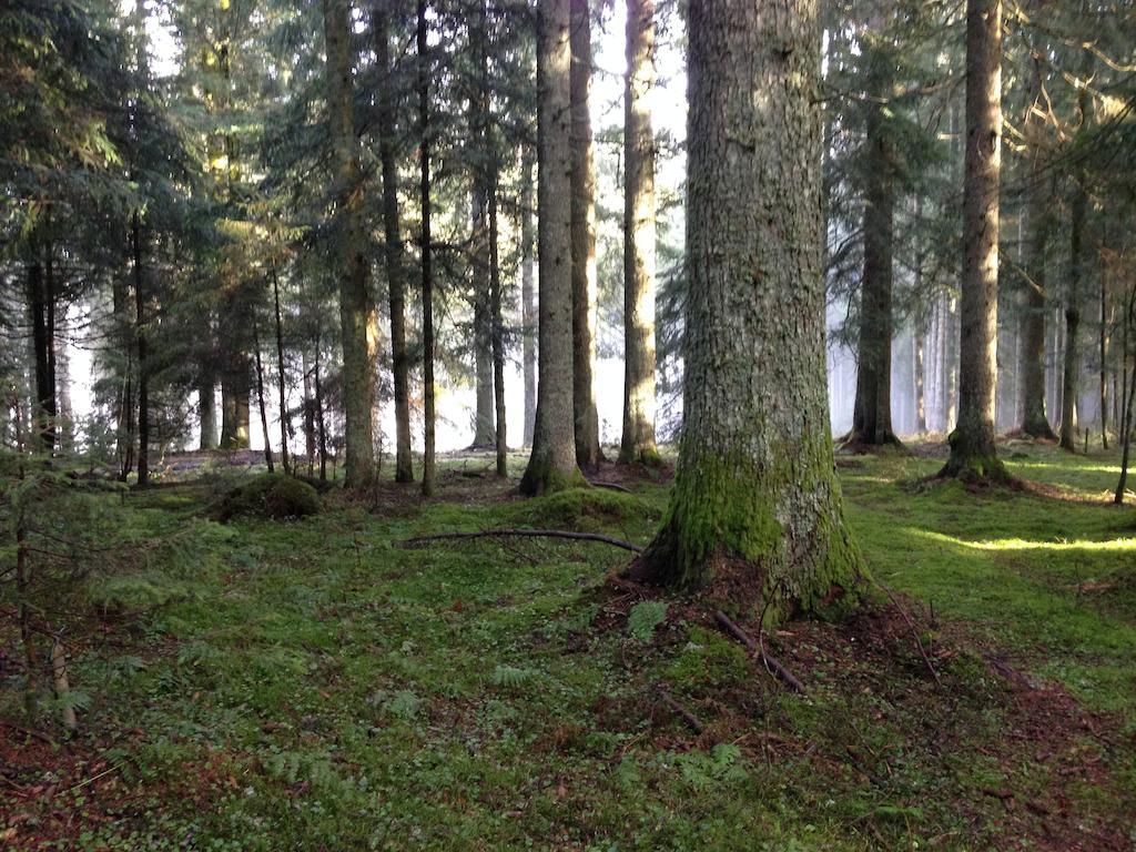 Pension Altvogtshof Eisenbach  Esterno foto